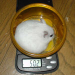 残念ながら体重減少です。