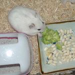 ブロッコリーを食べるアイ