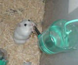 珍しい水飲みシーン