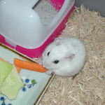 人参を食べるアイ