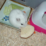 乾燥りんごチップを食べるアイ