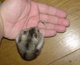 ヒマ種をとるユウキ