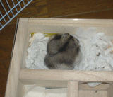 地下室で毛繕い中