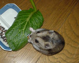 大胆に真ん中から食べるユウキです