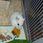 かぼちゃに食いつくアイ