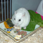 ささ身を食べているアイ