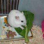 最後に小松菜にかじりついてます