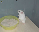 脱出はできませんよっ