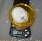 体重に変化なし