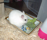 ブロッコリーに齧りつくアイ