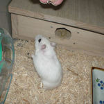 ひま種につられるアイ