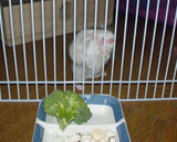 目の前にエサがあるのに・・・