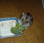 ブロッコリーを齧りつつカメラ目線