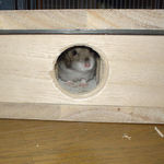 そぉっと入り口から顔を出してます