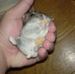 体をねじりながらも腹出し食い