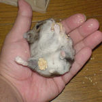 手を開いてもこの格好のまま