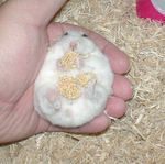 正面から腹出し食い