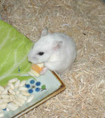 ハム用チーズを食べています