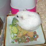 とりあえず、ブロッコリーを食べています