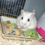 いろいろと口にしています