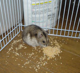 粟の実を掃除中のユウキ