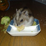 乾燥バナナを食べ中