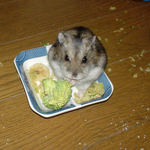 ブロッコリーを食べつつカメラ目線なユウキ