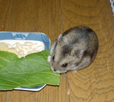 青梗菜を食べるユウキ