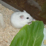 青梗菜に齧りつくアイ