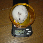 体重は、ちょっとだけ増えました。