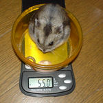 先週と体重は余り変わらず