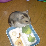ブロッコリーに齧りつくユウキ