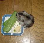 青梗菜に齧りつくユウキ