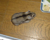 元気に走り回っています