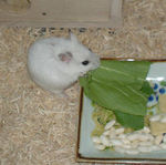 青梗菜を食べ中