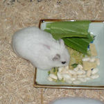 エサを探り中のアイ