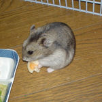 ハム用チーズを食べるユウキ