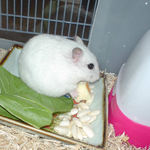 ハム用チーズを食べるアイ