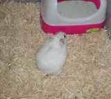 ケージをウロウロしているアイ