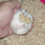 粟の穂腹出し中