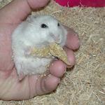 徐々に腹出しから脱出