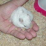 ただの手のひら食いに