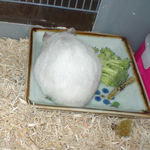 背を向けて、エサ食べ中