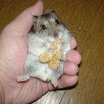 粟の穂腹出し食い中のユウキ