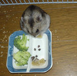 乾燥キウイフルーツを食べています