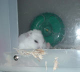 もうエサ皿にはなんもないってばさ