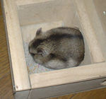 貯蓄している蕎麦の実を拾っているユウキ