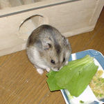 青梗菜に食いつくユウキ