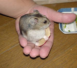 りんごチップ手のひら食い