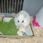 鶏のささみを食べているアイ